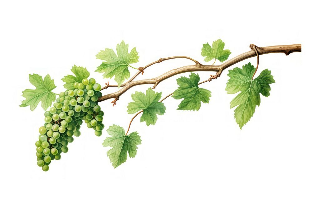 Vine grapes plant food. AI generated Image by rawpixel.