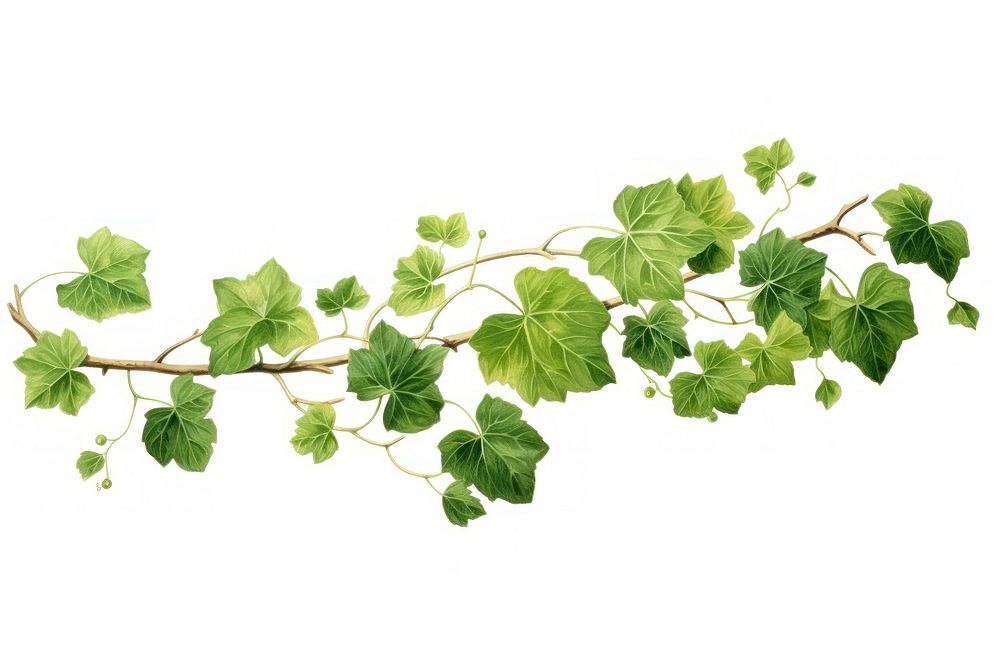 Vine plant leaf ivy. AI generated Image by rawpixel.
