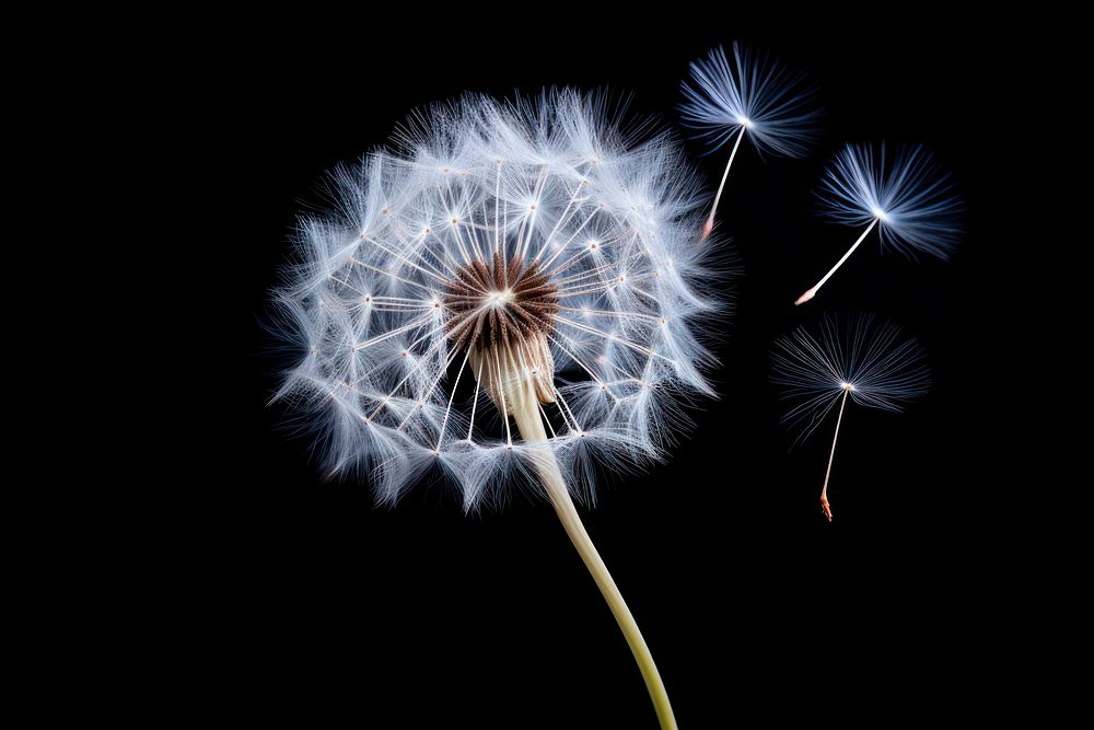 Dandelion flower plant black background. 