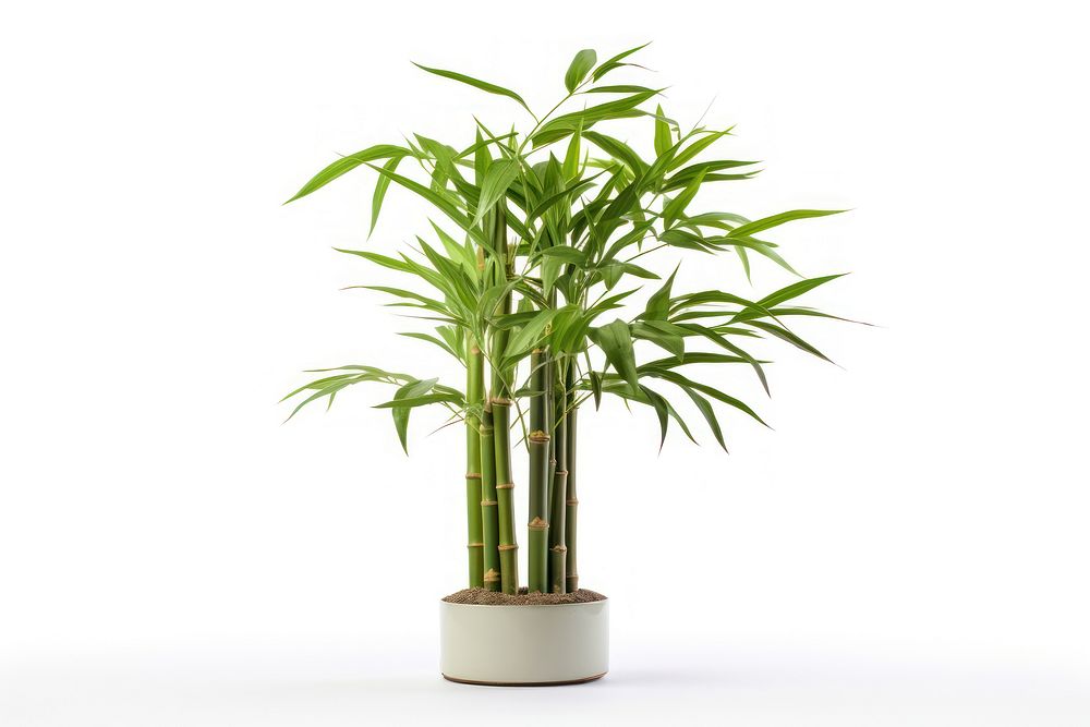 Bamboo plant tree white background. AI generated Image by rawpixel.