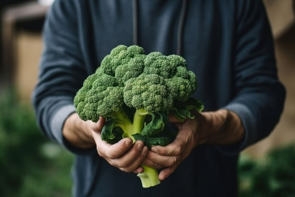 Broccoli vegetable adult plant. 