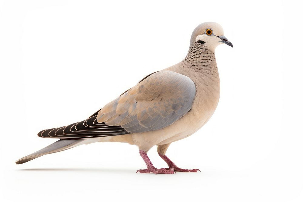 Animal pigeon bird dove. AI generated Image by rawpixel.