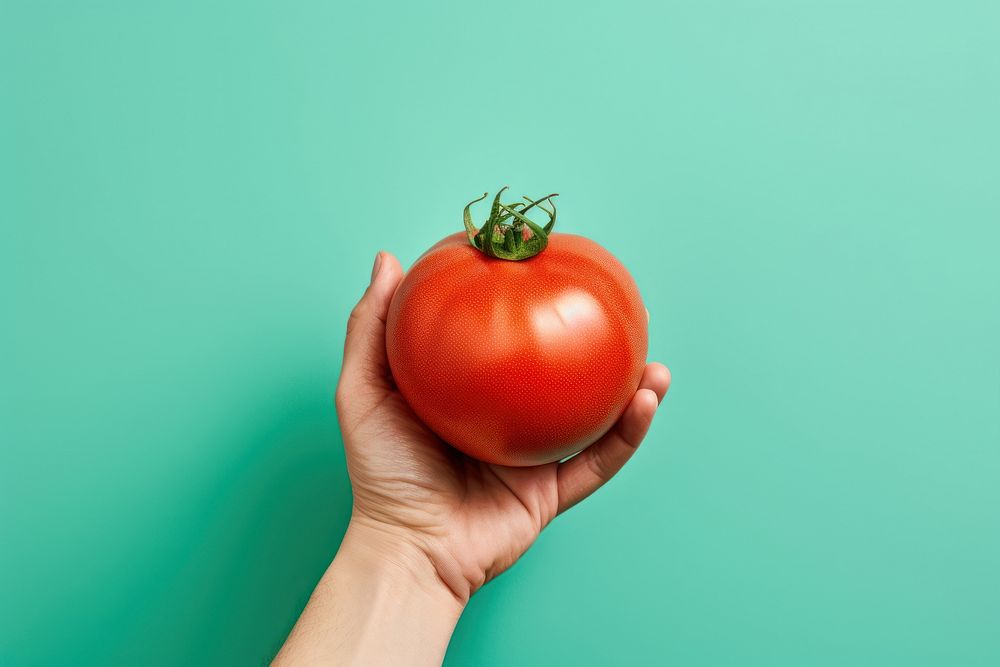 Tomato vegetable holding plant. 