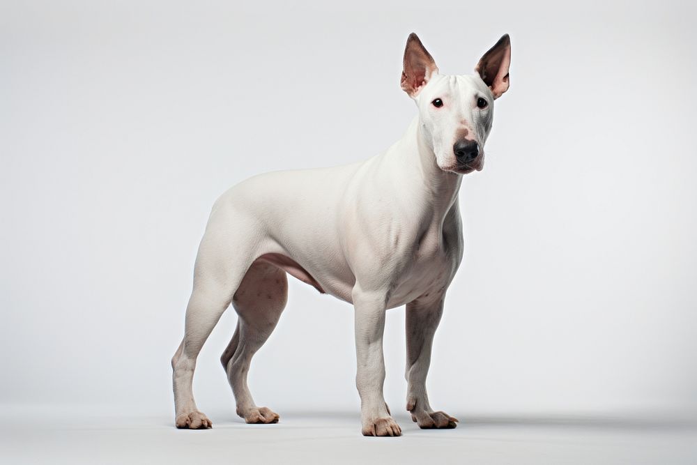 Terrier dog mammal animal. AI generated Image by rawpixel.