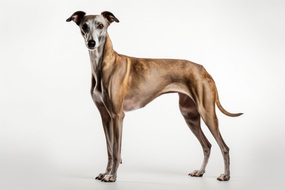 Dog greyhound animal mammal. 