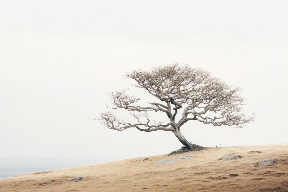 Landscape ground plant tree. 