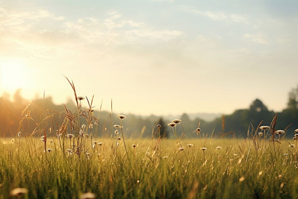 Meadow landscape grassland sunlight. AI generated Image by rawpixel.