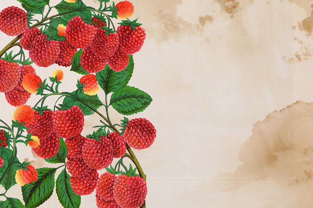 Raspberry branch border, vintage illustration
