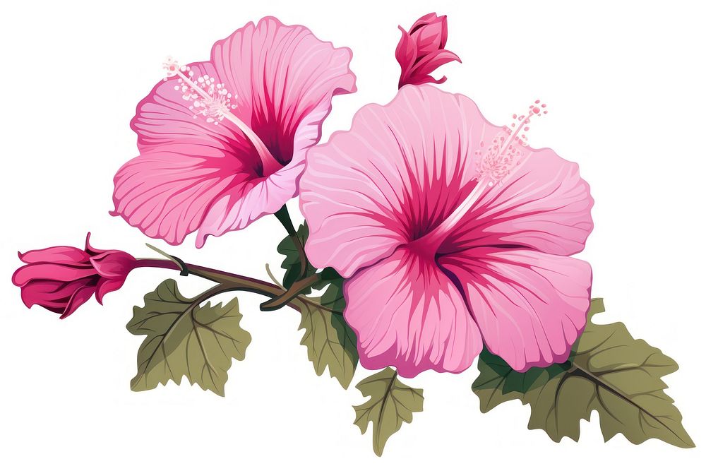 Hibiscus blossom flower plant. AI generated Image by rawpixel.
