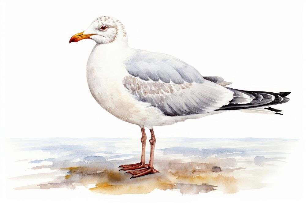 Seagull animal white bird. AI generated Image by rawpixel.