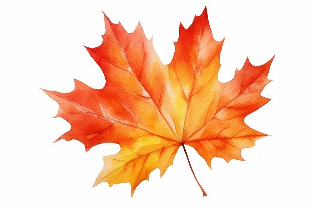 Maple leaf plant tree. AI generated Image by rawpixel.