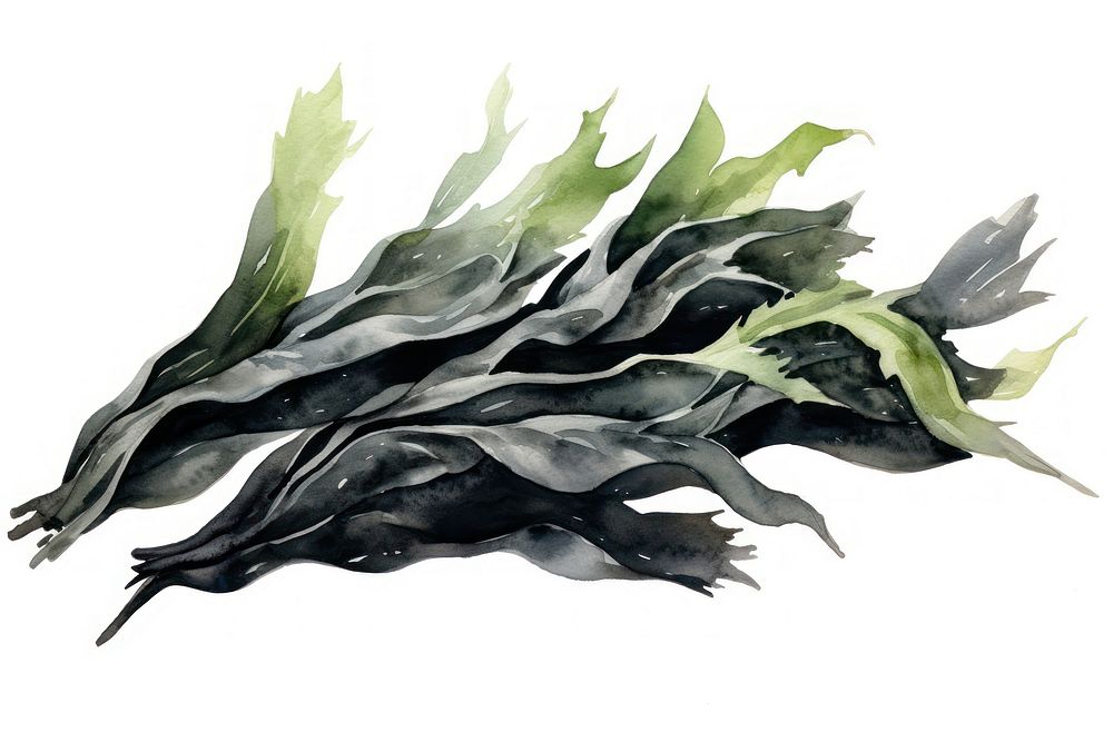 Seaweed white background drawing nature. AI generated Image by rawpixel.