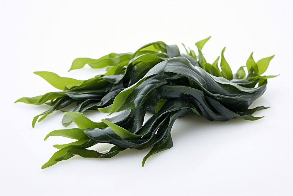 Seaweed plant leaf white background. AI generated Image by rawpixel.