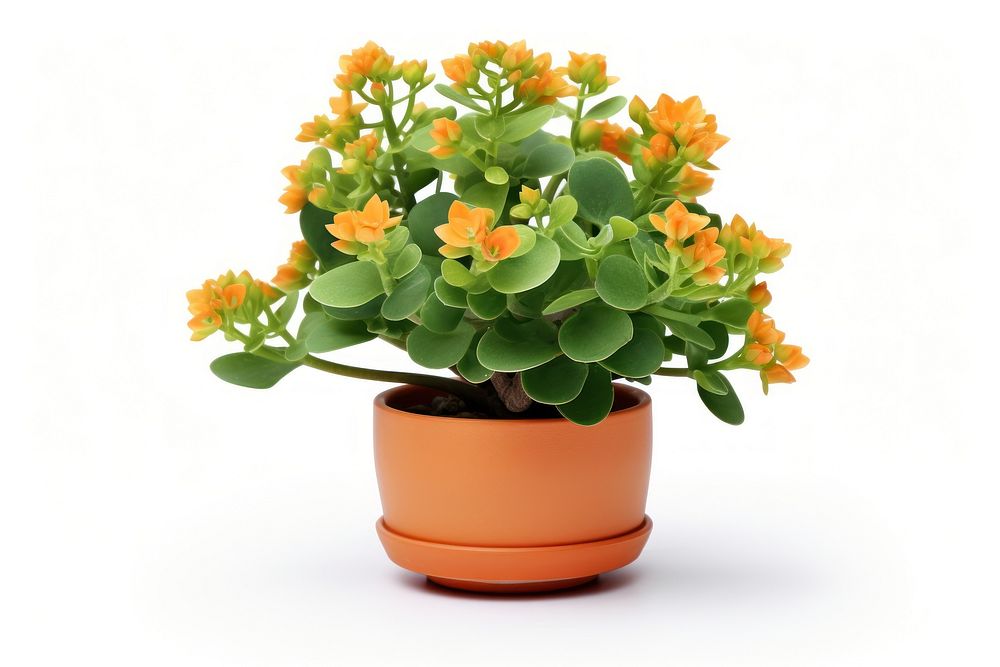 Flower plant leaf vase. AI generated Image by rawpixel.