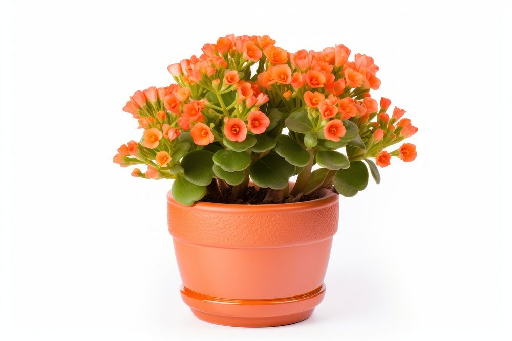 Flower plant pot white background. AI generated Image by rawpixel.