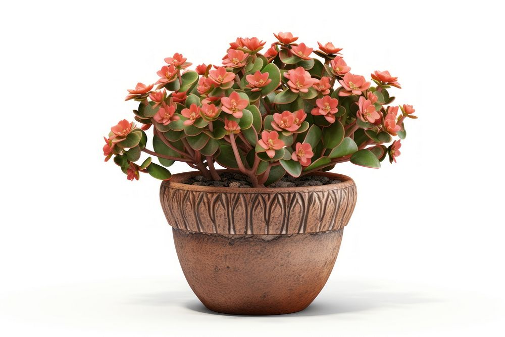 Plant flower pot white background. AI generated Image by rawpixel.