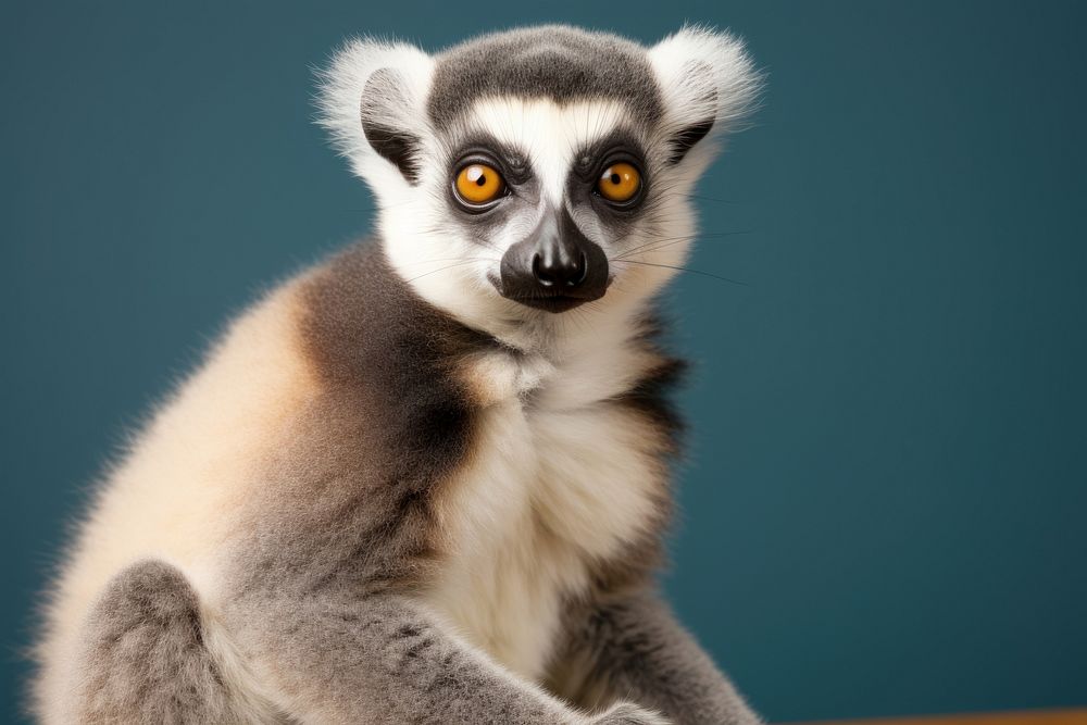 Wildlife animal mammal lemur. AI generated Image by rawpixel.