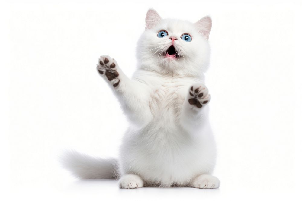 Animal mammal kitten white. AI generated Image by rawpixel.