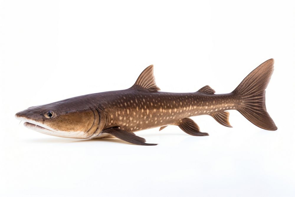 Fish animal shark white background. AI generated Image by rawpixel.