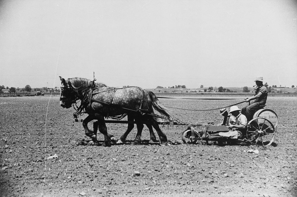 Planting tomatoes, Wabash Farms, Indiana. Sourced from the Library of Congress.