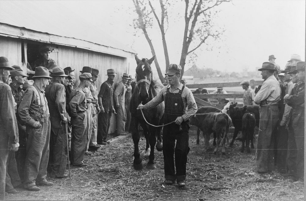 Horse is paraded before prospective buyers, farm sale, Pettis County, Missouri. Sourced from the Library of Congress.