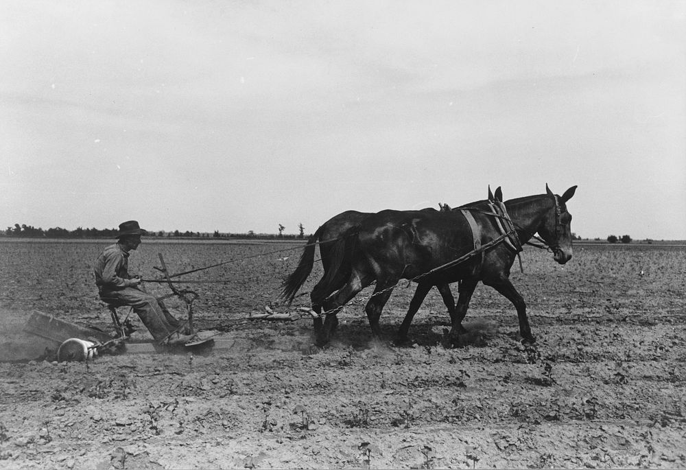 New Madrid County, Missouri. Sharecropper cultivating cotton. Southeast Missouri Farms by Russell Lee