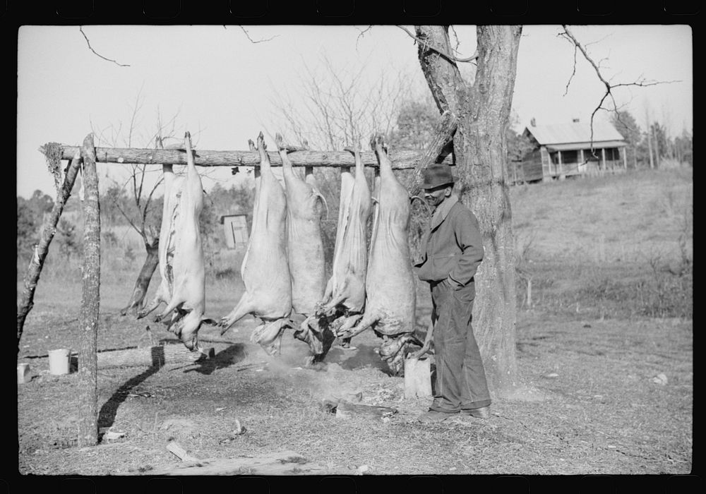 [Untitled photo, possibly related to: Hog killing on Milton Puryeur place. He is a Negro owner of five acres of land. Rural…