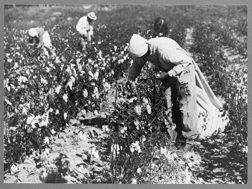 Picking cotton on plantation outside Clarksdale, Mississippi Delta, Mississippi. Sourced from the Library of Congress.