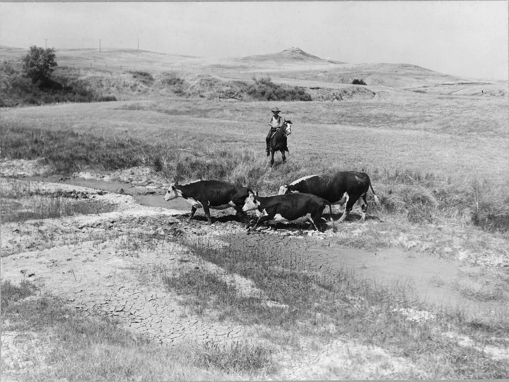Rancher's son driving cattle to a new water hole. Glendive, Montana. Sourced from the Library of Congress.