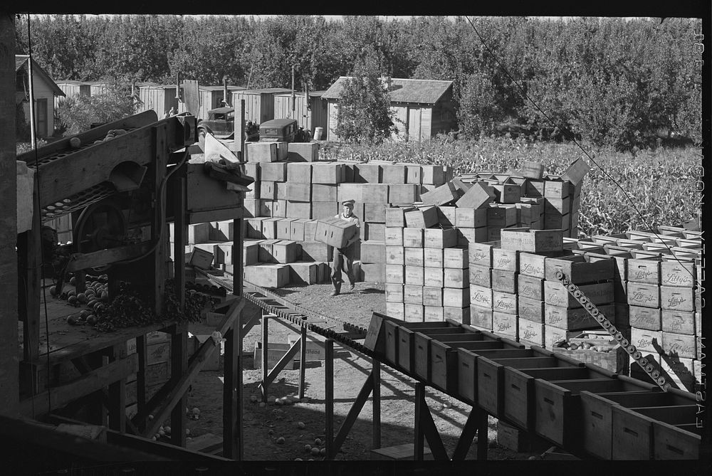 [Untitled photo, possibly related to: Crates for packing pears in front of pear packing establishment. Hood River, Oregon]…