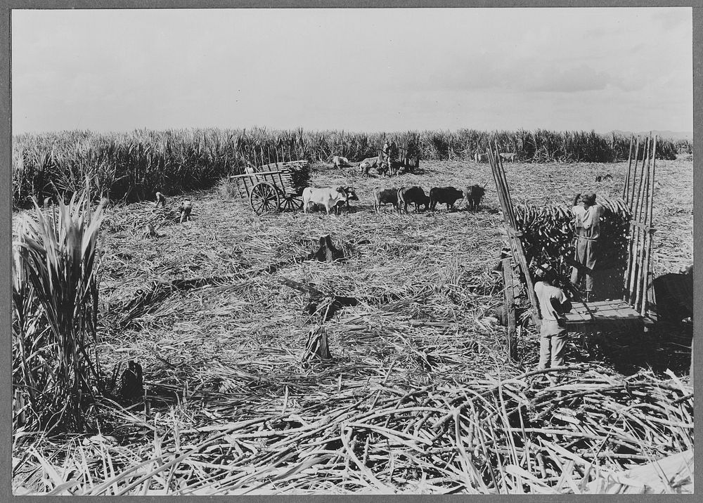 Central Romana, Dominican Republic. Harvesting sugarcane. Sourced from the Library of Congress.