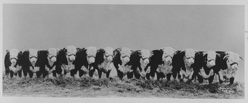 Brookville, Kansas. Twelve Hereford steers on the C. K. ranch. Sourced from the Library of Congress.