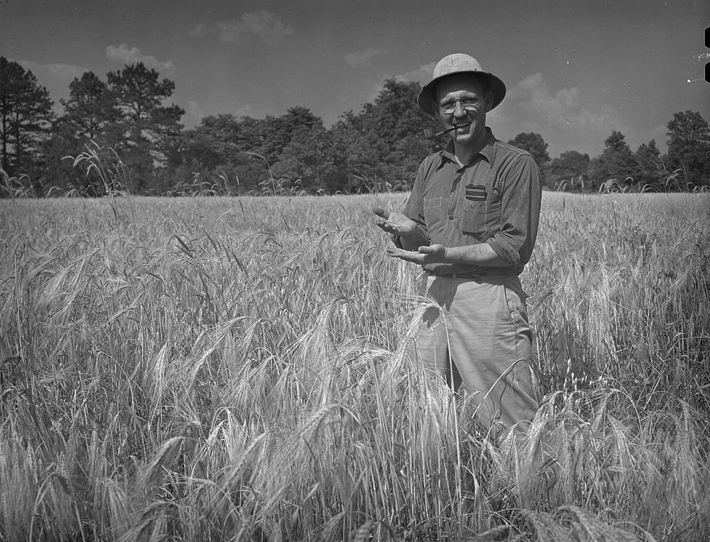 Lauderdale County, Alabama. Tennessee Valley Authority (TVA). Small grains and hay are Julien H. Chase's chief crops.…