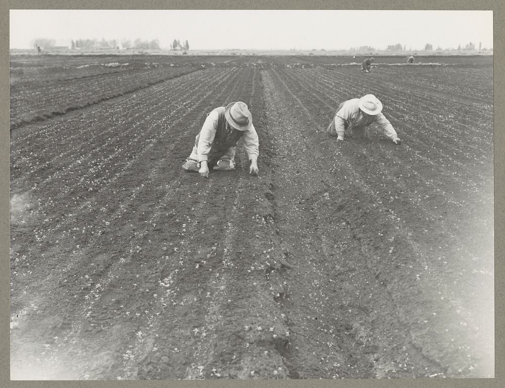 Stockton, Calif. Apr. 1942. So-called "stoop" laborers weeding a celery field. Many persons of Japanese ancestry worked at…