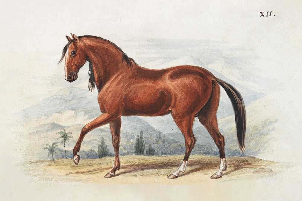 Peruvian Paso (1837), vintage horse illustration by by Charles Hamilton Smith. Original public domain image from Yale Center…