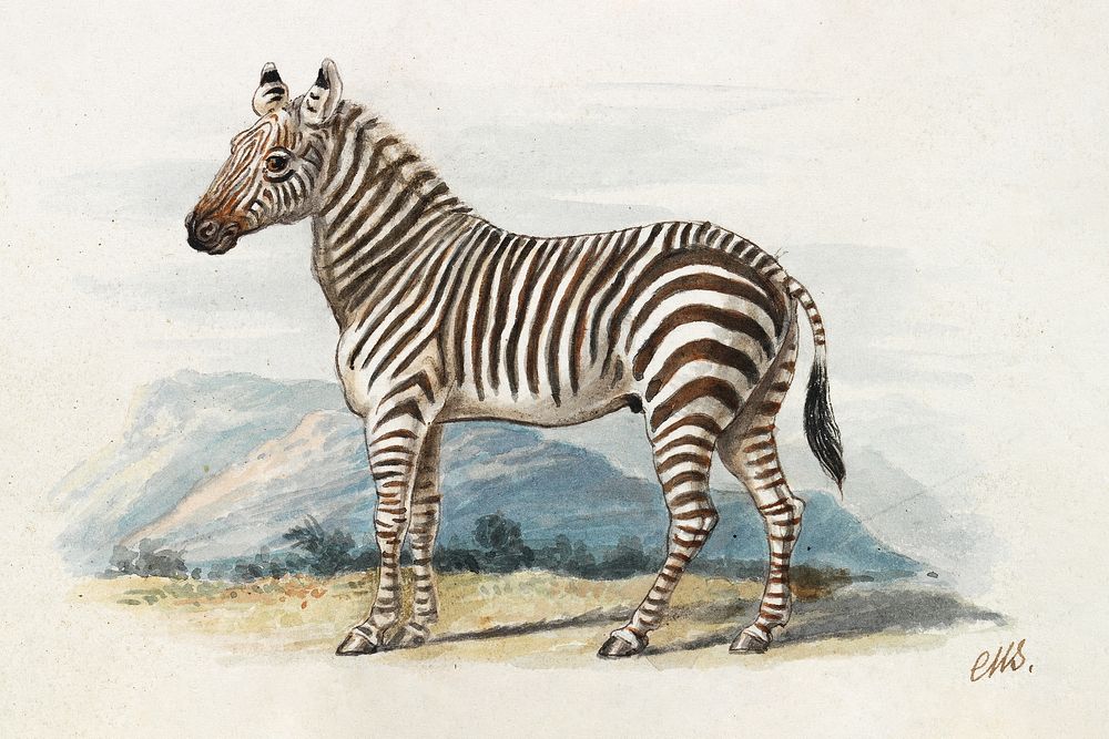 The Zebra (1837), vintage animal illustration by Charles Hamilton Smith. Original public domain image from Yale Center for…