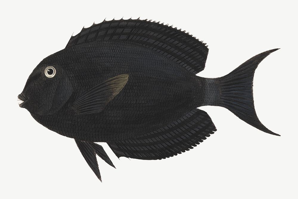 Black exotic fish, vintage animal illustration by Luigi Balugani psd. Remixed by rawpixel.