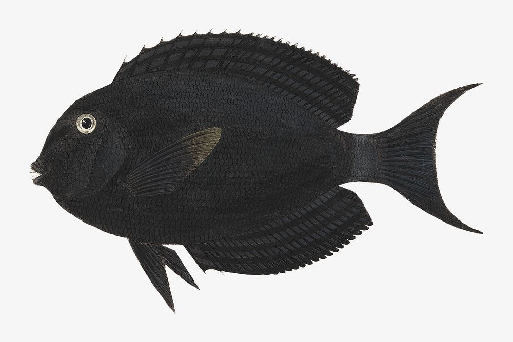 Black exotic fish, vintage animal illustration by Luigi Balugani. Remixed by rawpixel.