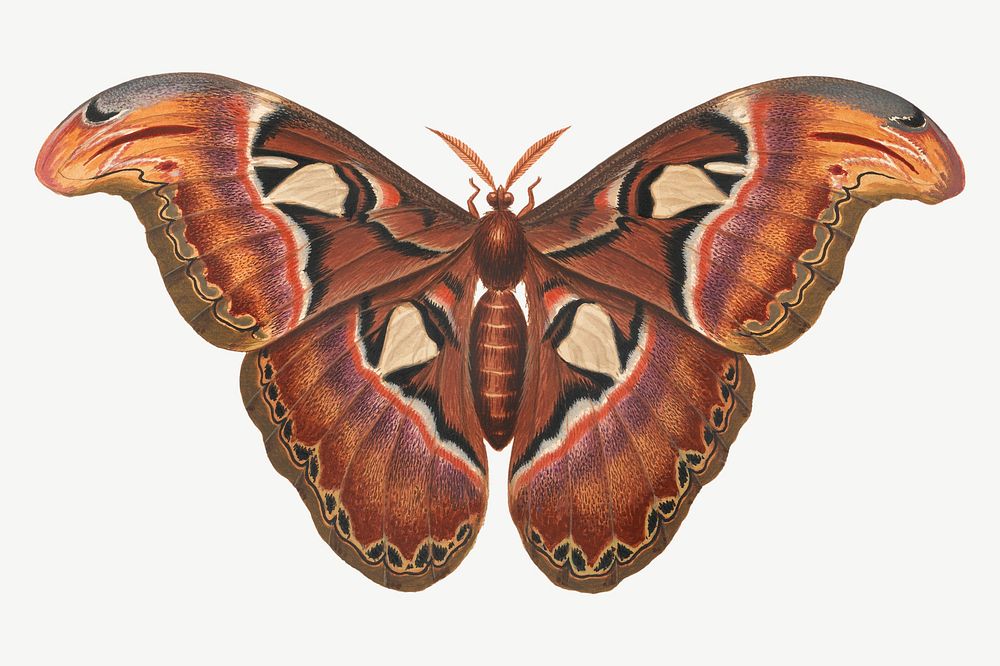 Atlas Moth, vintage insect illustration by George Edwards psd. Remixed by rawpixel.