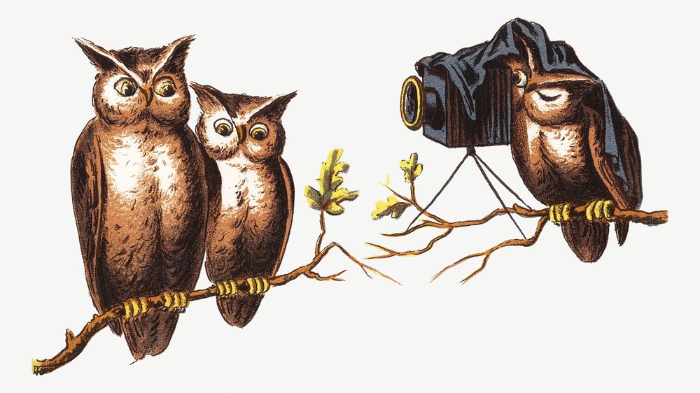 Vintage owls, animal bird illustration psd. Remixed by rawpixel.
