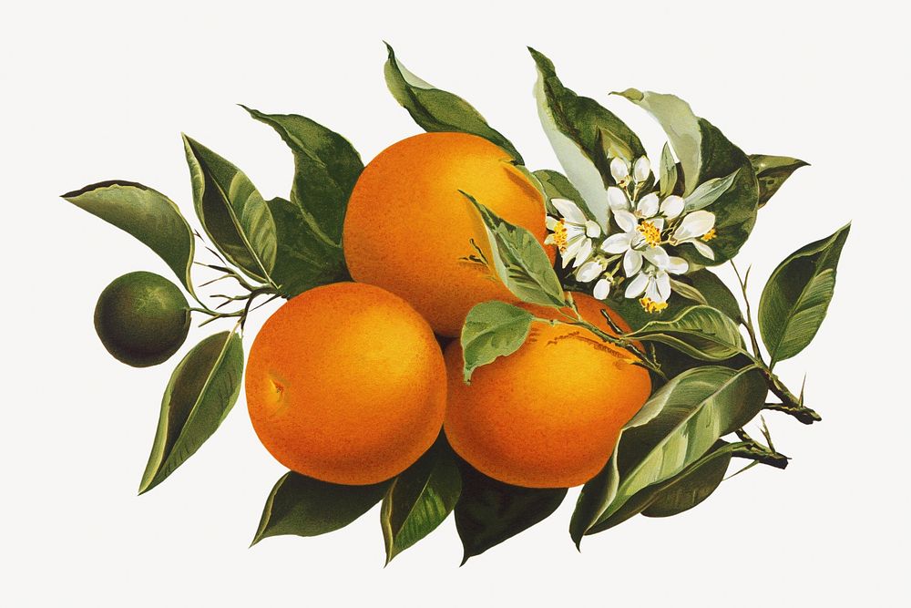 Oranges and poppies, vintage fruit illustration by Percy J. Callowhill Lith. '95.. Remixed by rawpixel.