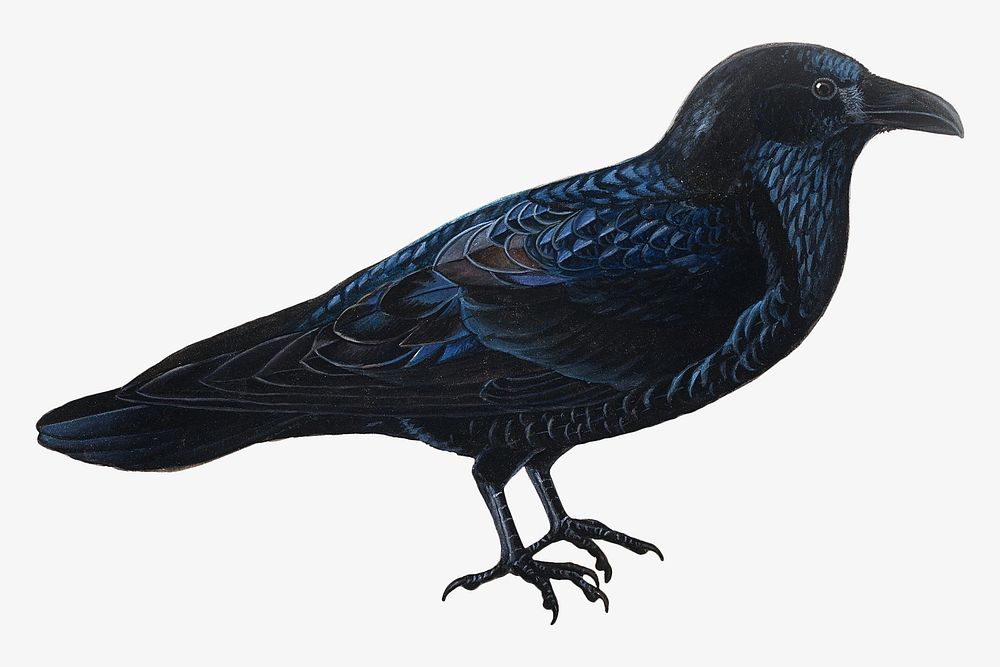 Raven, vintage bird illustration by Wilhelm von Wright. Remixed by rawpixel.