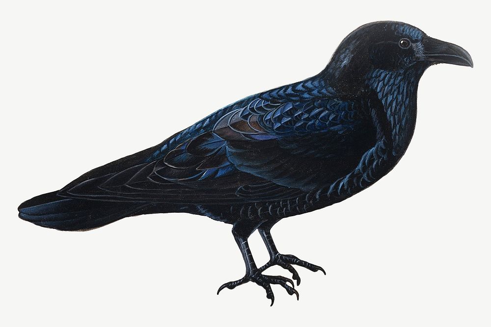 Raven, vintage bird illustration by Wilhelm von Wright psd. Remixed by rawpixel.