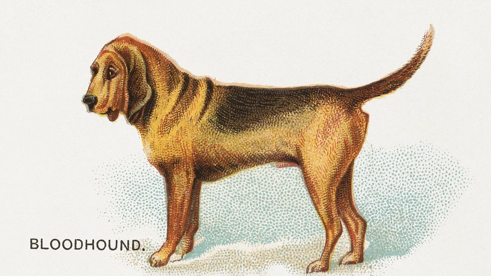 Bloodhound, from the Dogs of the World series for Old Judge Cigarettes (1890), vintage pet animal illustration by Goodwin &…