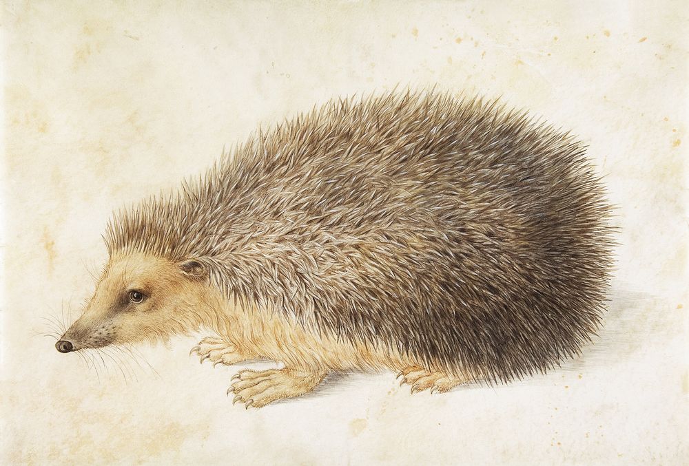 A Hedgehog (Erinaceus roumanicus) (1584), vintage animal illustration by Hans Hoffmann. Original public domain image from…