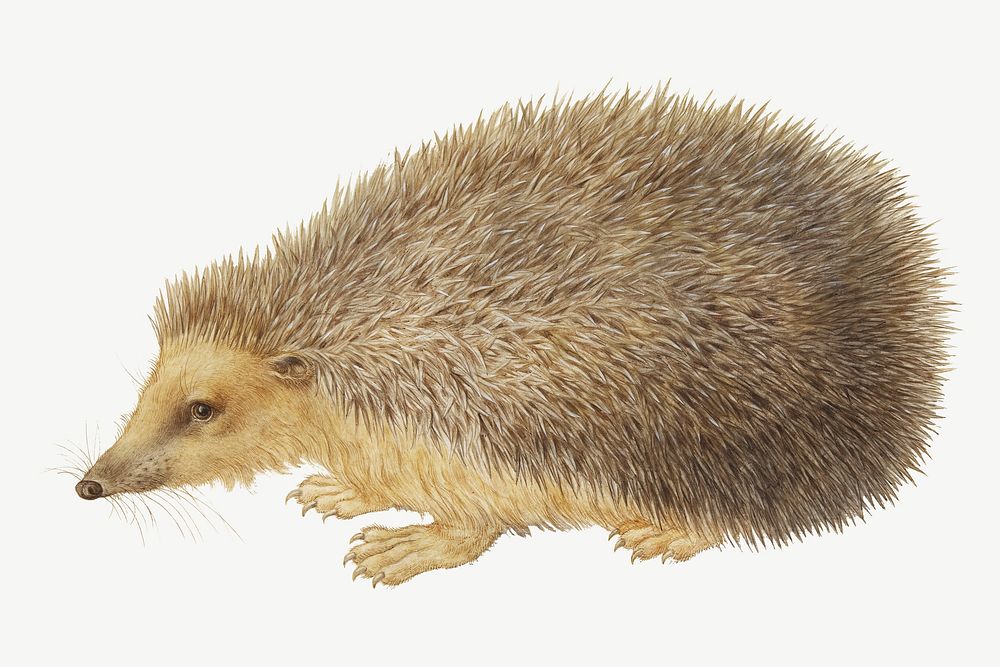Hedgehog, vintage animal illustration by Hans Hoffmann psd. Remixed by rawpixel.