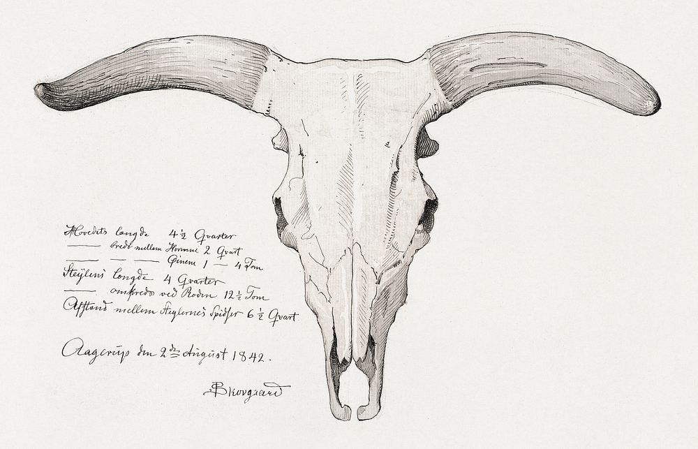 Skull of a cow (1842), vintage illustration by by P. C. Skovgaard. Original public domain image from The Statens Museum for…