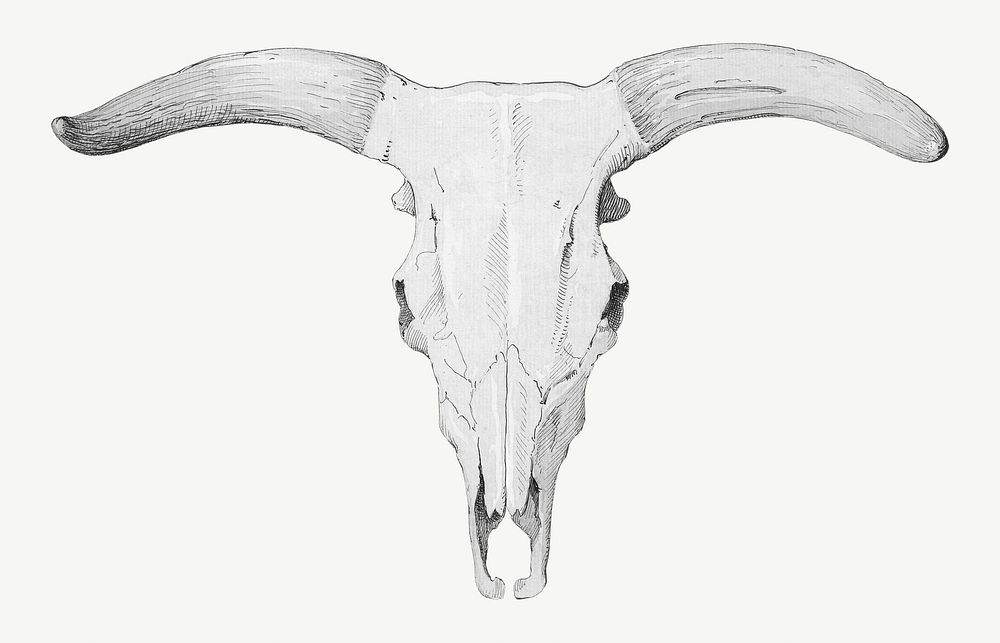 Skull of a cow, vintage illustration by by P. C. Skovgaard psd. Remixed by rawpixel.