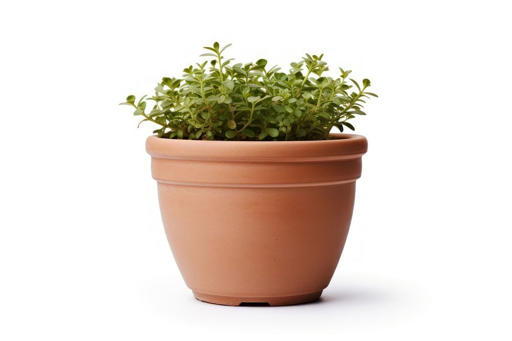 Plant herbs pot white background. AI generated Image by rawpixel.