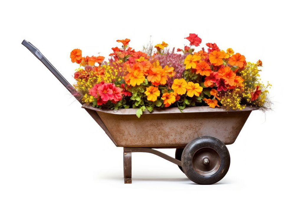 Wheelbarrow vehicle flower plant. AI generated Image by rawpixel.
